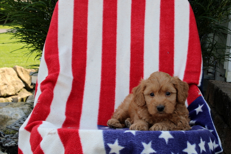 puppy, for, sale, Morki-Poo, Matthew B. Stoltzfus, dog, breeder, Gap, PA, dog-breeder, puppy-for-sale, forsale, nearby, find, puppyfind, locator, puppylocator, aca